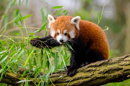 Red Panda Eating Green Leaf on Tree Branch during Daytime