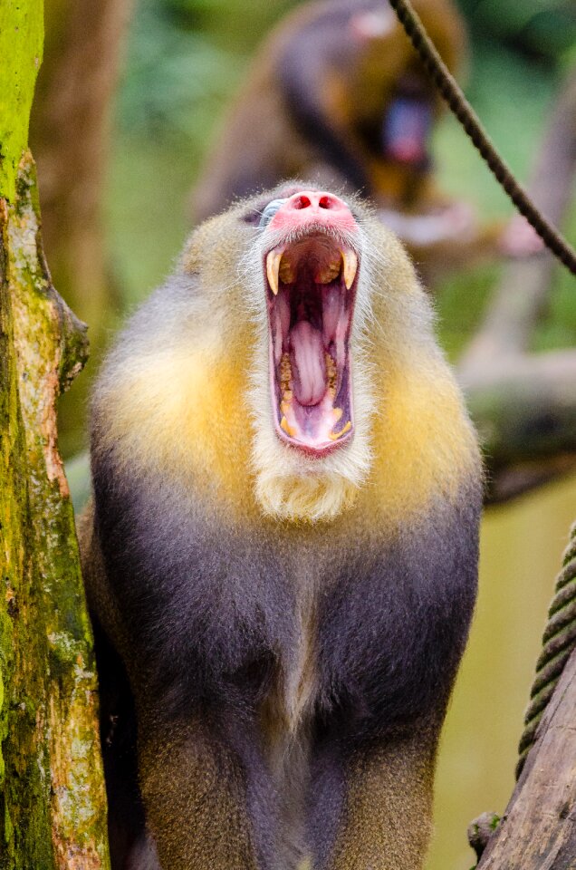 Yellow Black Baboon