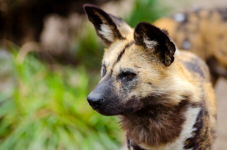 Close Up Photography of African Wild Dog photo