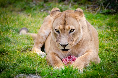 Lioness Lying on the Ground Closeup Photography photo