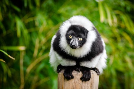 Selective Focus Photography of White and Black Lemur photo