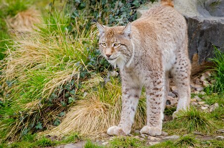 Lynx on Green Grass during Daytime