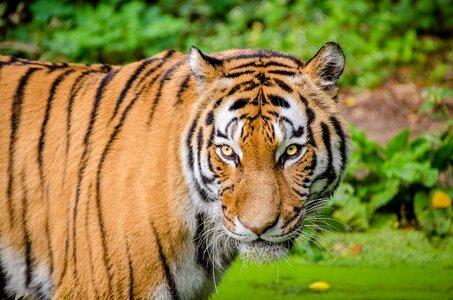 Tiger on Green Lawn Grass photo