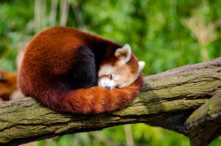 Red Panda Sleeping on Tree Branch photo
