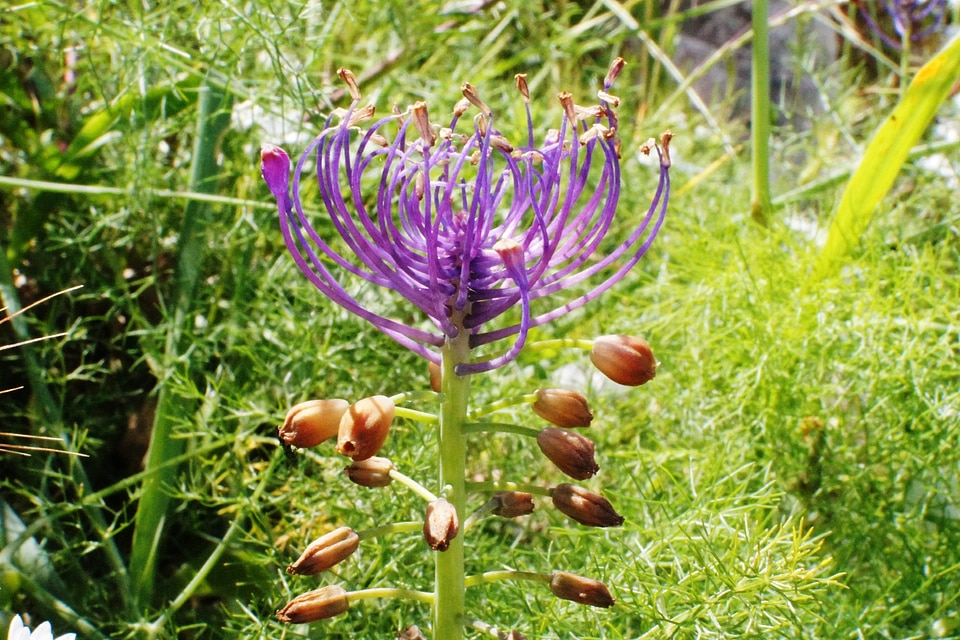Schopf-grape hyacinth blossom bloom