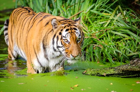 Tiger Walking on Pond Near Plants photo