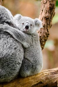 Grey Koala photo