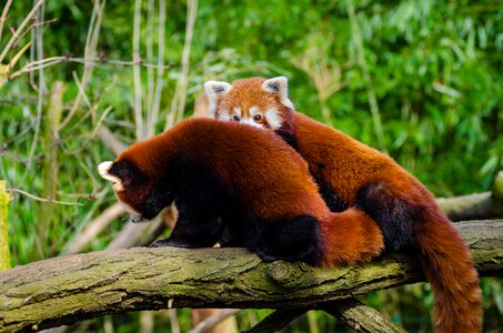 Brown and White Animal on Brown Tree Trunk photo