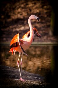 Pink and Red Flamingo Standing Near Body of photo