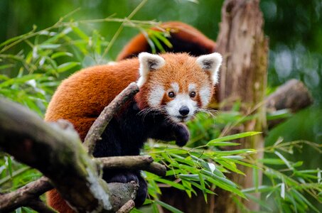 Orange Black Animal on Tree Branch photo