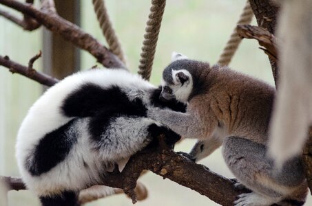 Lemurs on Tree Branch photo