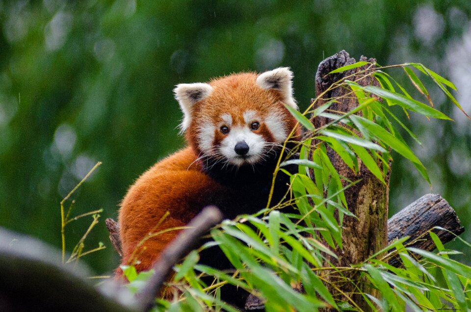 Red Panda Perching on Tree during Daytime