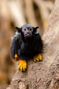 Red-handed tamarin on Brown Tree on Close Up Photography photo