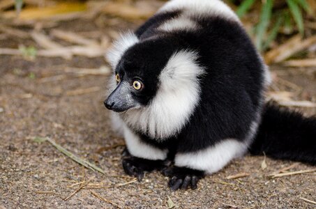 Black and White Lemur on Top of Brown Surface photo