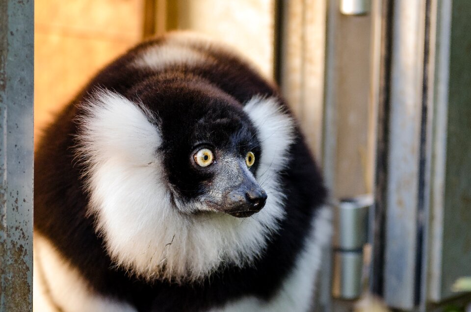 Black and White Canine