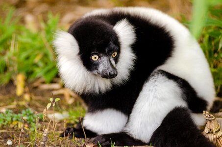 Close Up Photography of Black and White Lemur photo