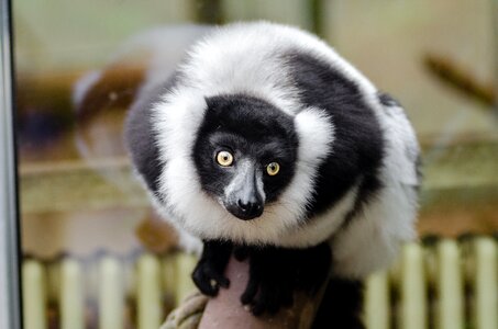 Colobus Monkey Perched on Brown Rod photo