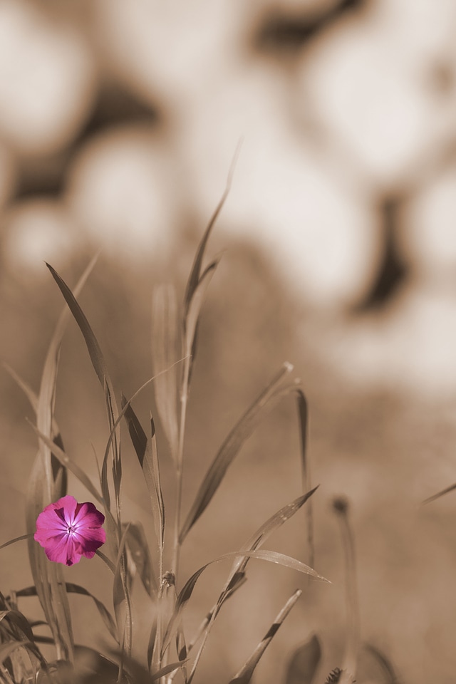 Flower sepia background