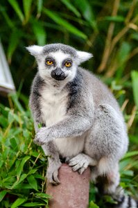Gray and White Lemur photo