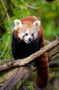 Red Panda Walking on Tree Log during Daytime photo