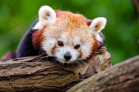 Red Panda on Wood Log photo