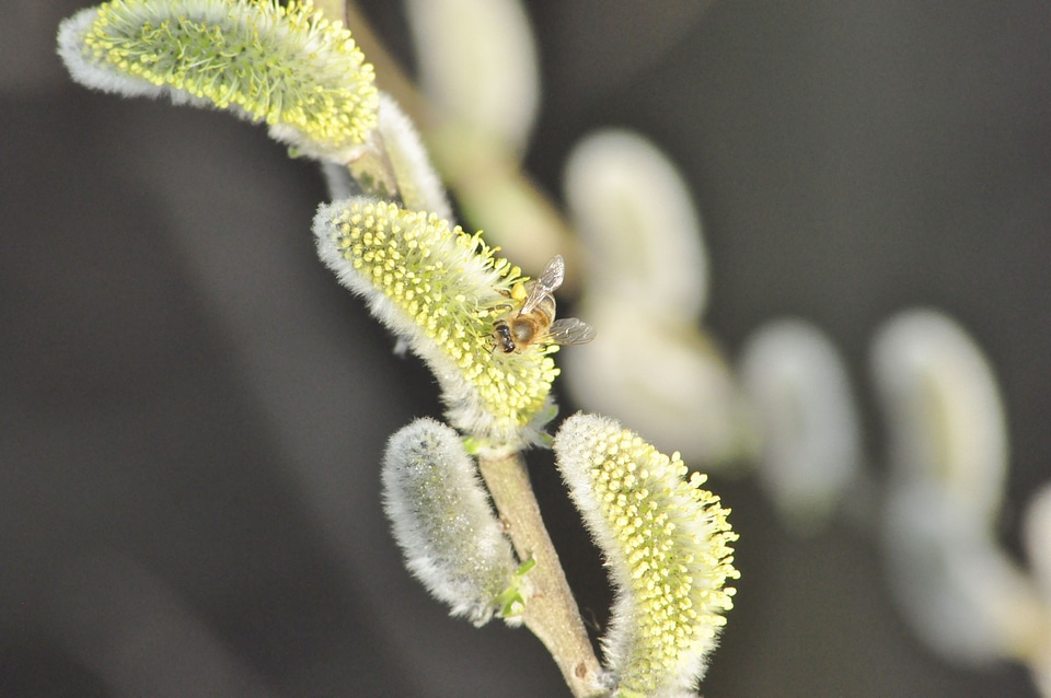 Insect pollen macro