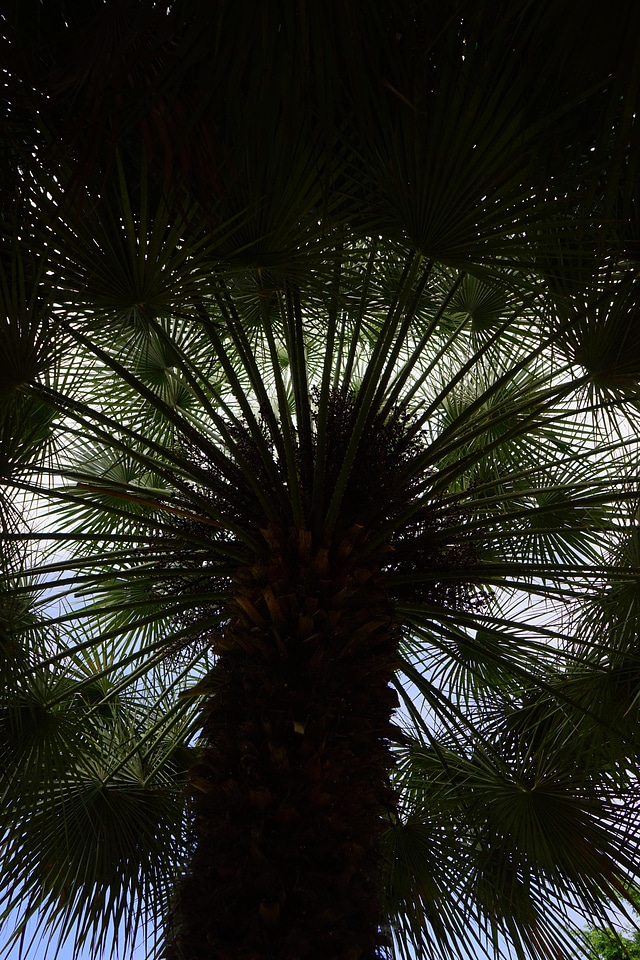 Palm tree phoenix phoenix dactylifera photo