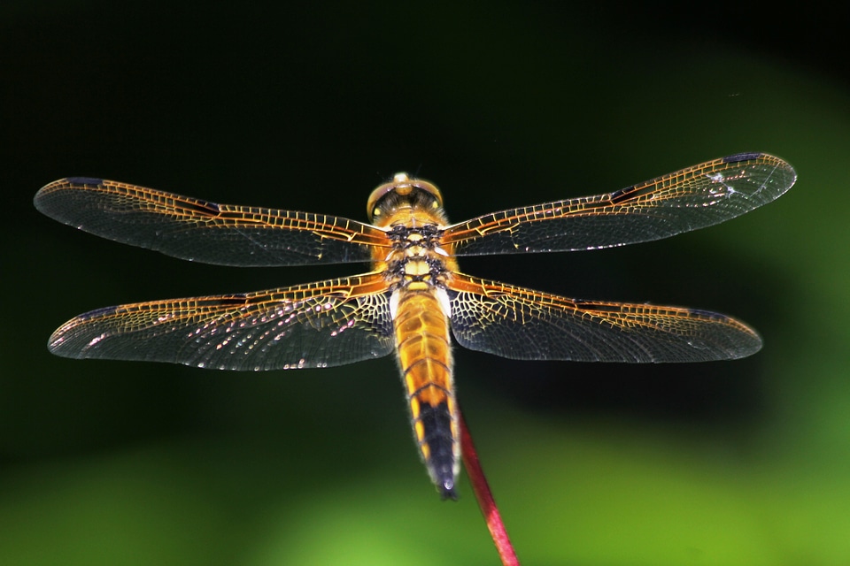Insect nature animal