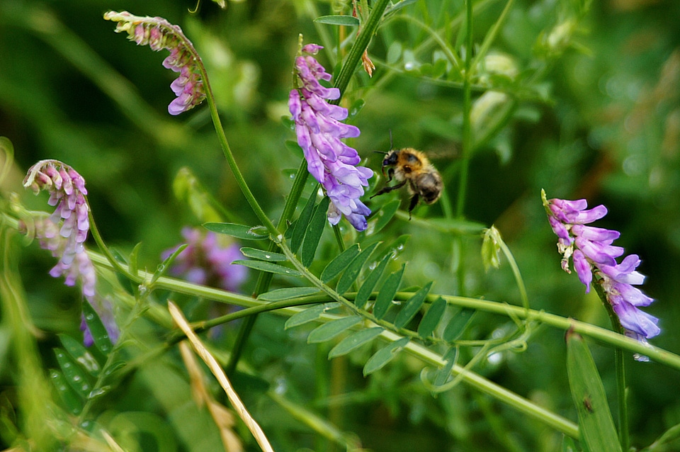 Bloom close up vetch