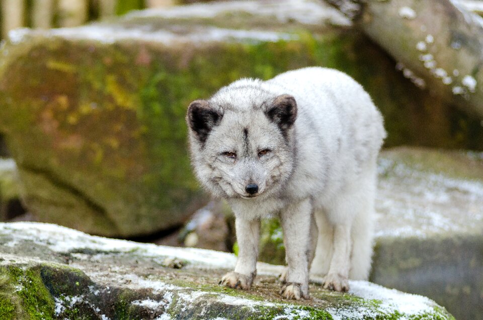 White Wolf photo