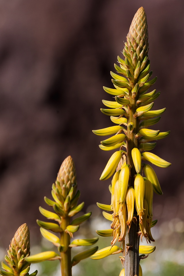 Inflorescence yellow green