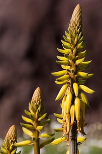 Inflorescence yellow green