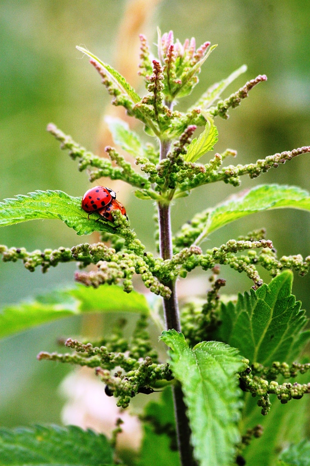 Incomplete ladybug nature