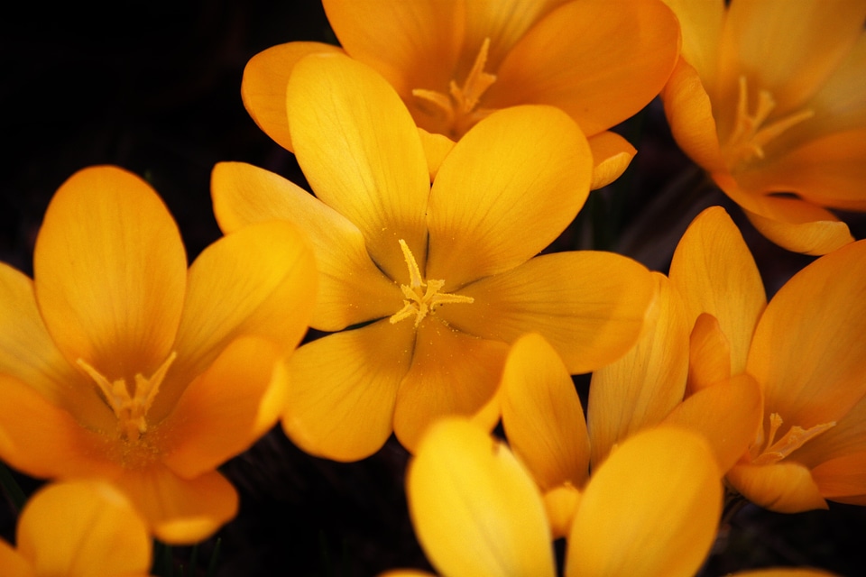 Blossom bloom yellow