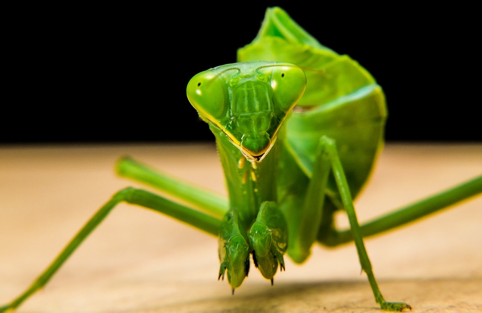 Fishing locust green close up
