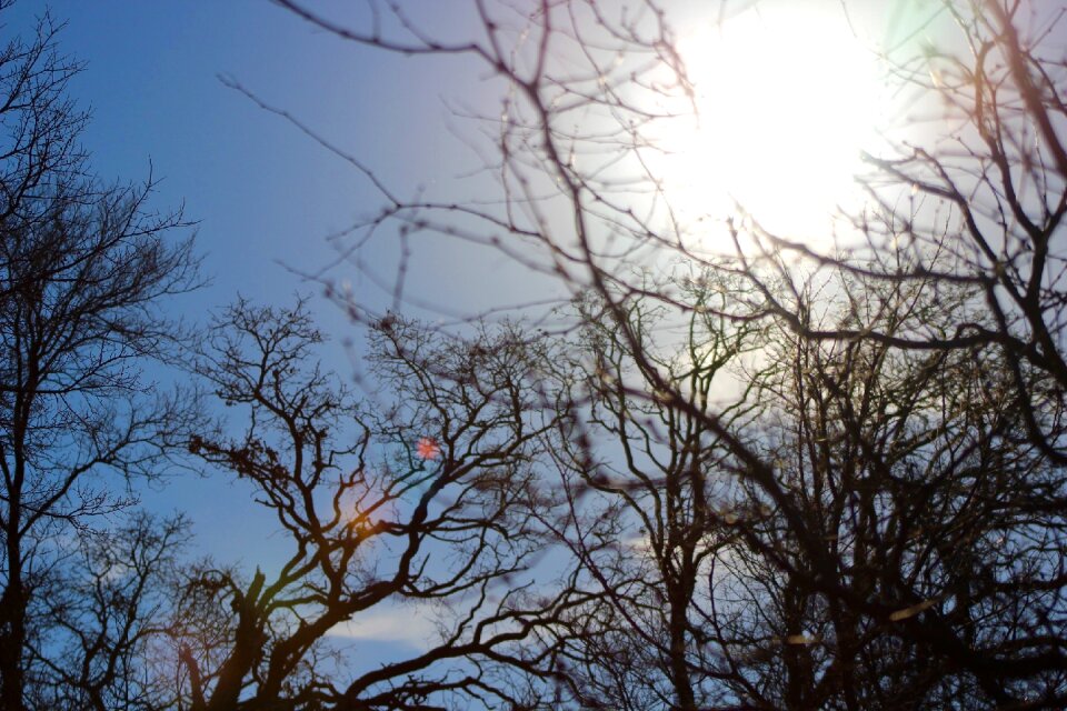 Bare Trees Under Blue Sky