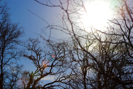 Bare Trees Under Blue Sky photo