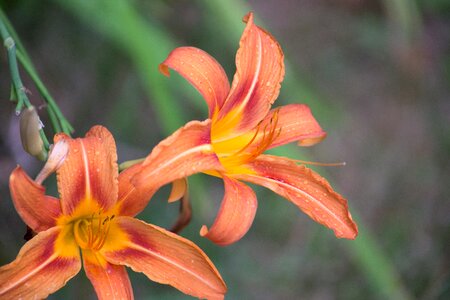 Free stock photo of flowers, nature, plants photo