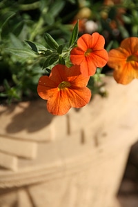 Garden bright color