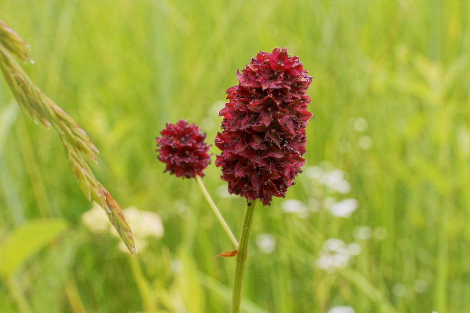 Blossom bloom red