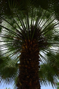 Palm tree phoenix phoenix dactylifera photo