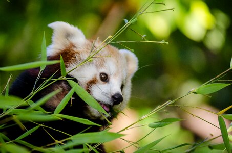 Shallow Focus Photography of Red Panda photo