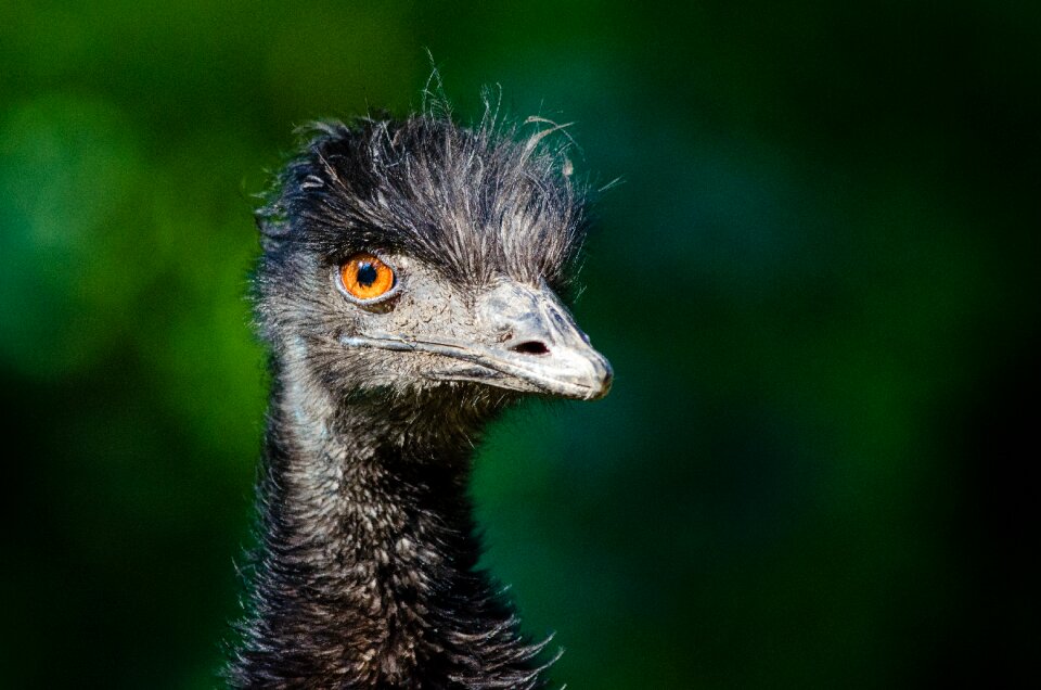 Black Ostrich Head photo