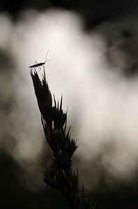 Insect plant blur circles photo