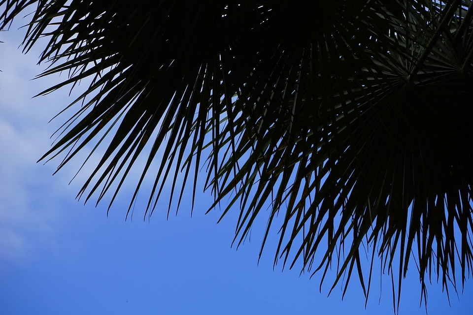 Palm tree phoenix phoenix dactylifera