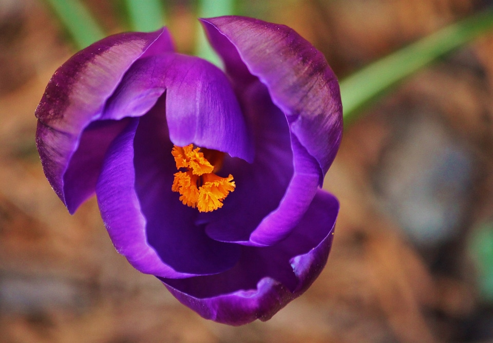 Blossom bloom purple