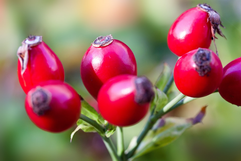 Red wild rose nature