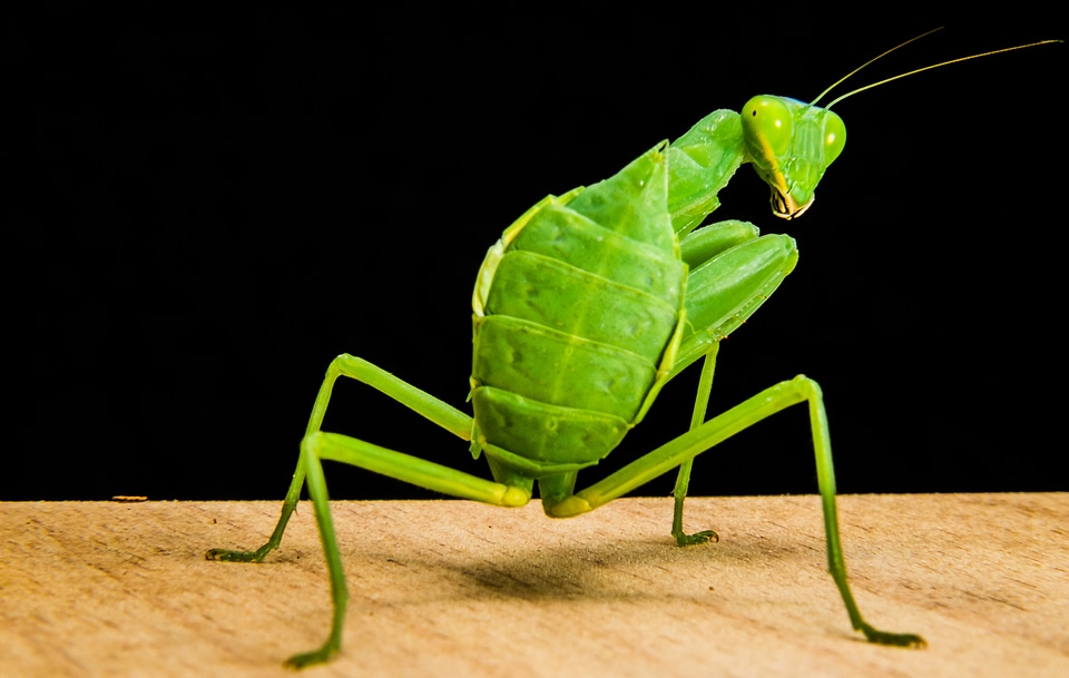 Fishing locust green close up