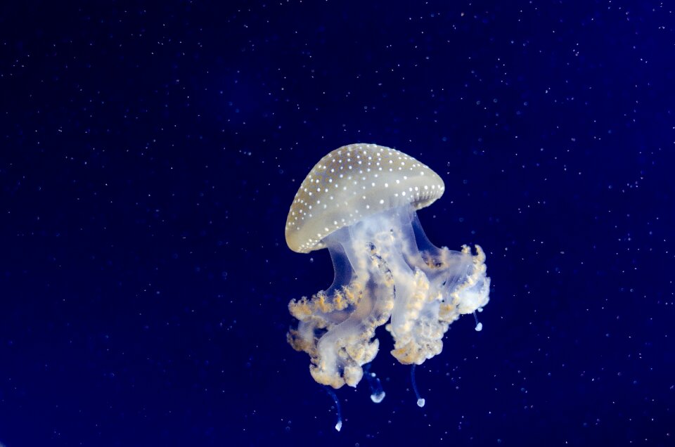 Free stock photo from Flickr