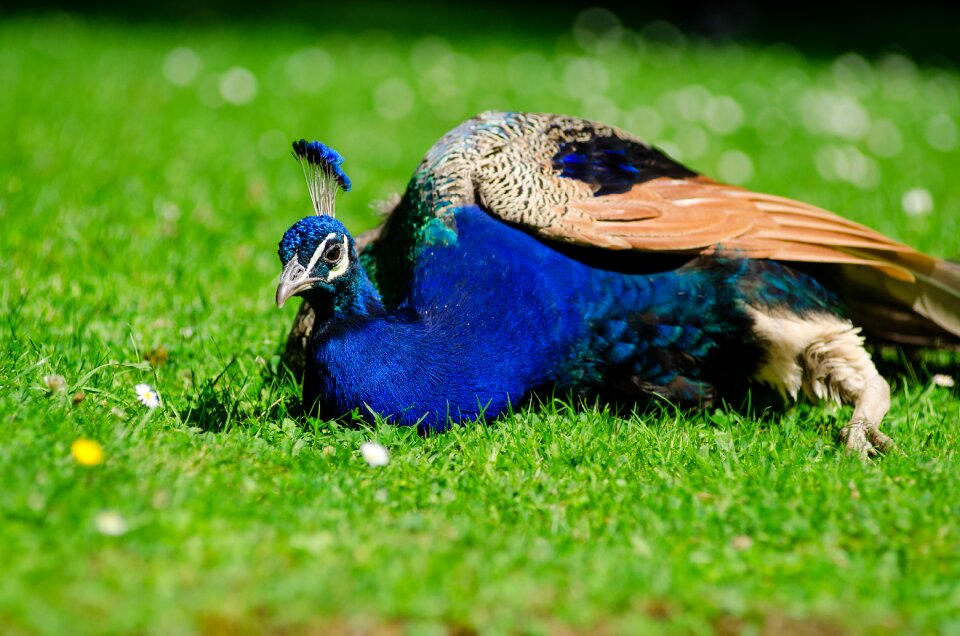 Free stock photo from Flickr